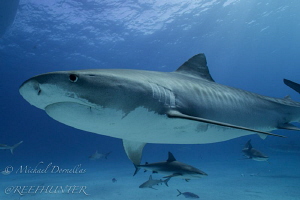 Tiger shark free diving by Michael Dornellas 